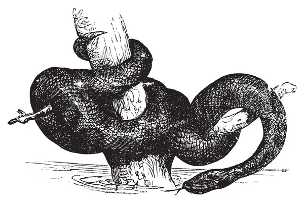Groene anaconda of eunectec murinus oude vintage gravure. — Stockvector