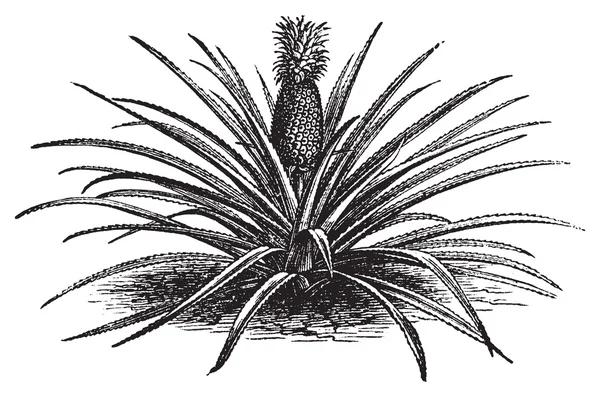 Piña, ananassa sativa o ananas comosus grabados antiguos de época — Vector de stock