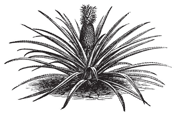 Pineapple, ananassa sativa or ananas comosus old vintage engravi
