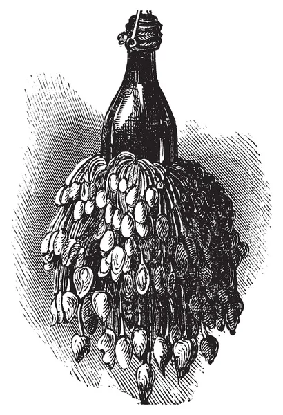 Barnacles su una bottiglia (anatifa anserifera) vecchia incisione vintage — Vettoriale Stock