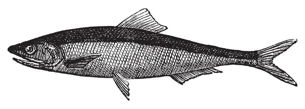 欧洲鳀鱼或鳀 encrasicholus 旧复古 engravin — 图库矢量图片