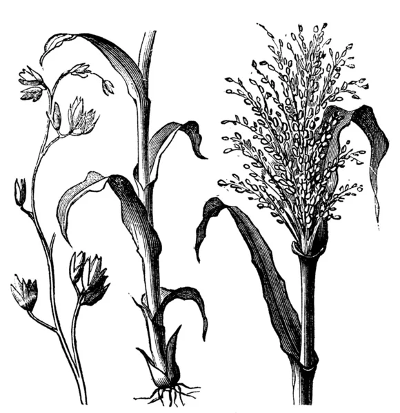 Andropogon virginicus nebo broomsedge bluestem staré vintage engravi — Stockový vektor