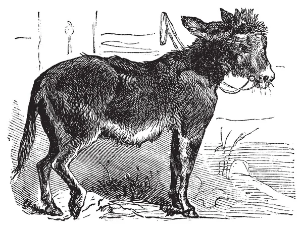 Domestizierter Esel, Esel, Asinus vulgaris oder Equus africanus asi — Stockvektor