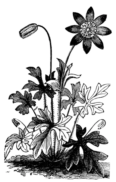Ανεμώνη hortensis ή fior di stella λουλούδι vintage Χαρακτική. — Διανυσματικό Αρχείο