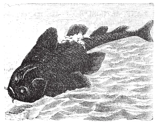 Squatina angelus или Ангельская акула старая гравировка . — стоковый вектор