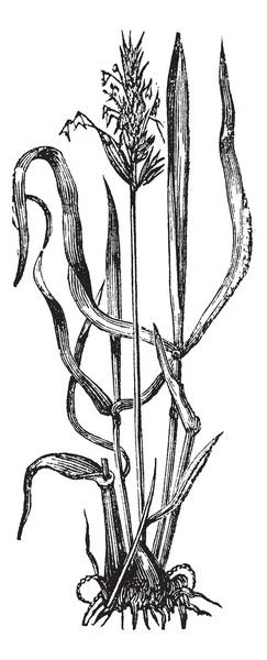 Anthoxanthum odoratum, ou gravure vintage sur herbe vernale douce . — Image vectorielle