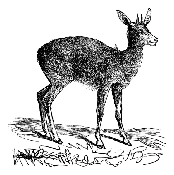 Klipspringer, Oreotragus Saltatrix ou Oreotragus oreotragus vint — Image vectorielle