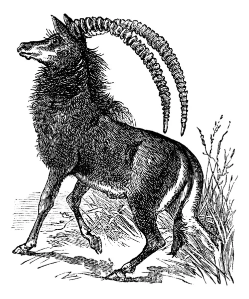 Antilope de sable, aigocerus niger ou hippotragus niger vintage eng — Image vectorielle