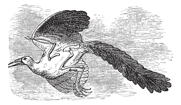 Archäopteryx, original vogel oder erster vogel jahrgangsgravur. — Stockvektor