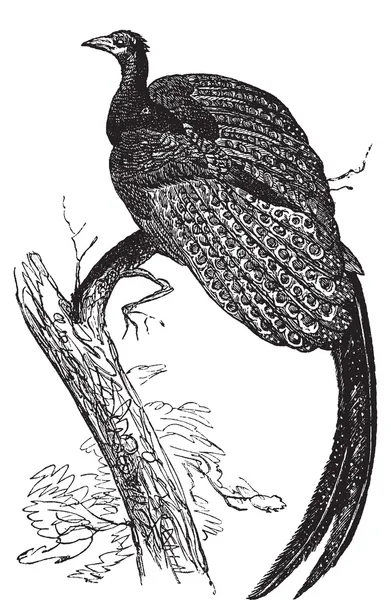 Argus giganteus or Great pheasant, common specie of pheasant old — Stock Vector