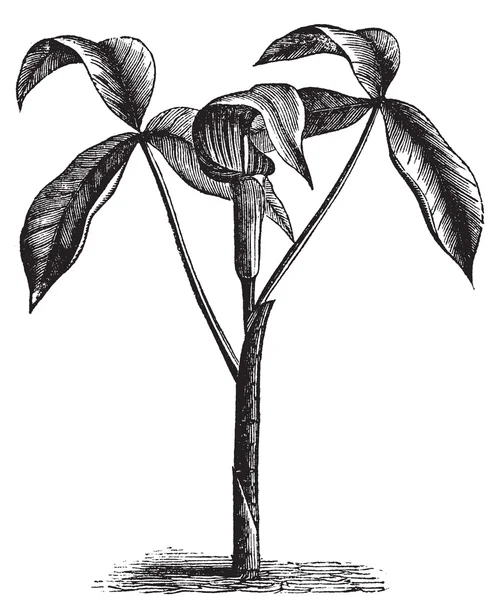 Arisaema triphyllum или дикая репа старая гравировка . — стоковый вектор