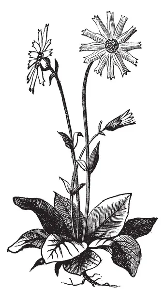 Arnica montana flower, aslo known as wolf 's bane, leopardo' s bane — Archivo Imágenes Vectoriales