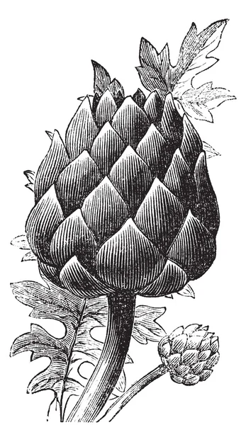 Artichaut, topinambour ou Cynara cardunculus ancienne gravure . — Image vectorielle