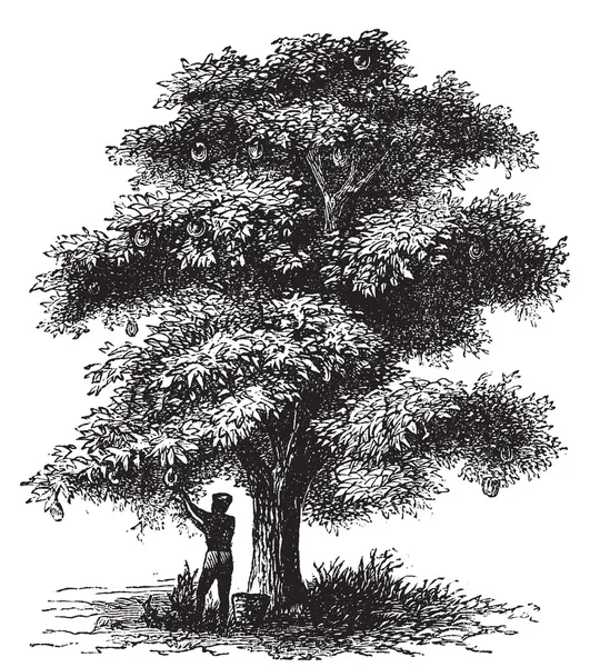 Παλιά χάραξη artocarpe, αρτόδεντρο ή artocarpus altilis. — Διανυσματικό Αρχείο