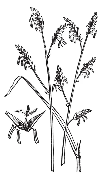 Arundinaria oder Arundinaria macrosperma oder allgemein bekannt als die — Stockvektor