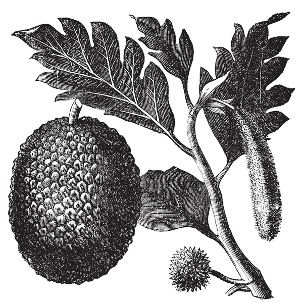 Broodvrucht, artocarpe of artocarpus altilis oude gravure. — Stockvector