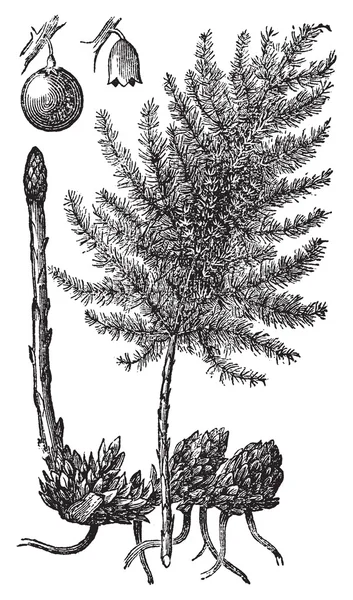 아스파라거스 또는 아스파라거스 officinalis 오래 된 조각. — 스톡 벡터