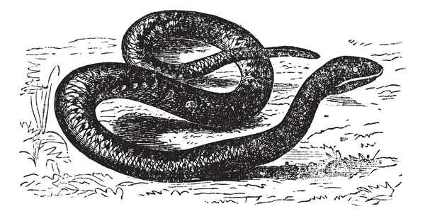 Vipera aspis またはヨーロッパの毒蛇。ビンテージの彫刻. — ストックベクタ