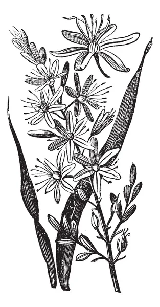 분기 아 스 포 델 또는 Asphodelus ramosus 빈티지 조각 — 스톡 벡터