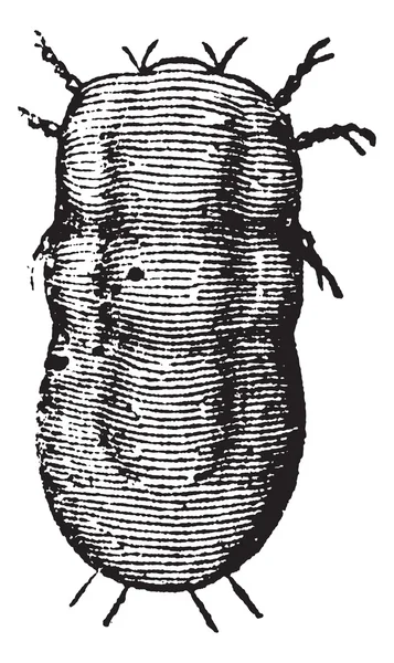 Gravure vintage acarien acarien ou Astoma gryllaria — Image vectorielle