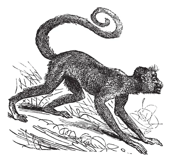 Ateles paniscus 또는 붉은 얼굴 거미 원숭이입니다. 빈티지 조각. — 스톡 벡터