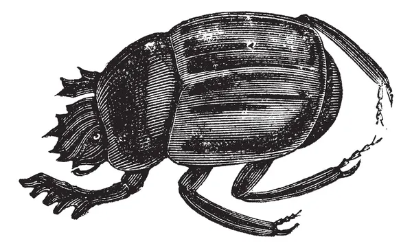 Scarab beetles or Ateuchus aegyptiorum . Vintage engraving — Stock Vector