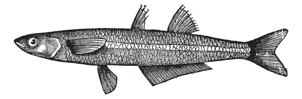Atherina notata, точечная серебристая или крупноразмерная песчаная рыба . — стоковый вектор