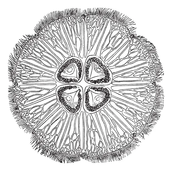 Медузы или винтажная гравировка Аурелии — стоковый вектор