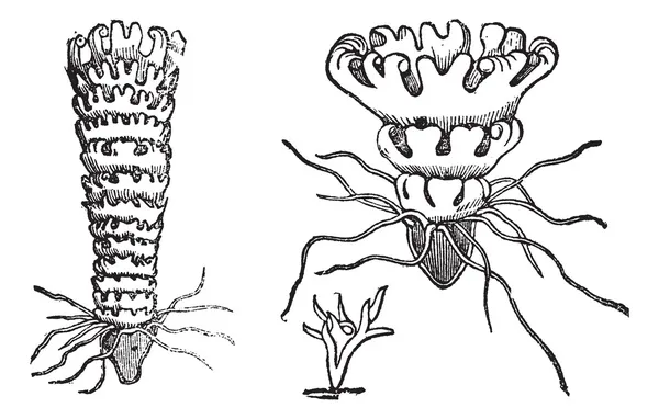 Cycle de vie d'une gravure vintage méduses ou Aurélie — Image vectorielle