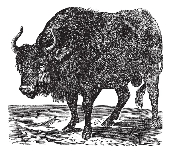 Le bison américain ou buffle américain. Gravure vintage . — Image vectorielle