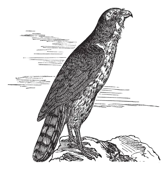 Northern Goshawk or Accipiter gentilis. Vintage engraving. — Stock Vector