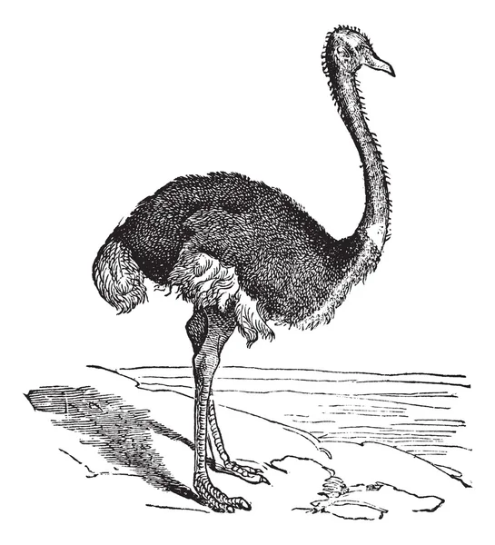 L'autruche ou Struthio camelus. Gravure vintage . — Image vectorielle
