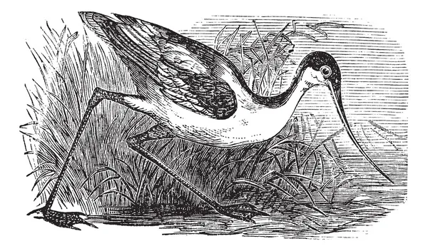 Black-capped Avocet or Recurvirostra bird. Vintage engraved. — Stock Vector