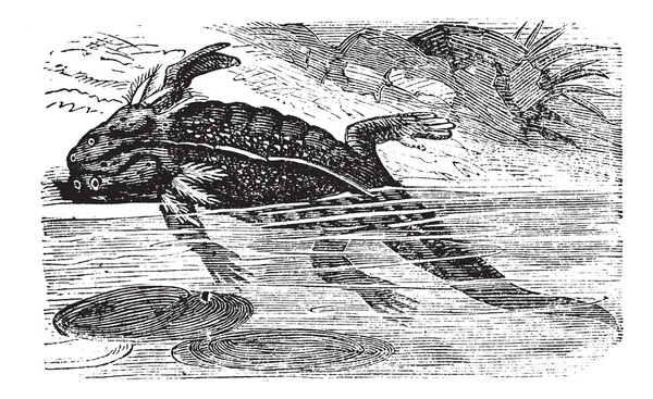 Axolotl ou Mole Salamander ou Ambystoma mexicanum gravura do vintage —  Vetores de Stock