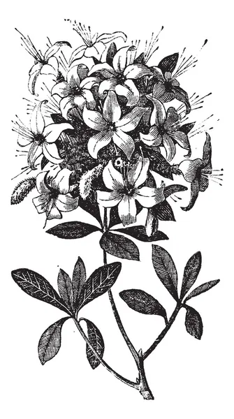 Azalea és a Rhododendron vintage gravírozás — Stock Vector