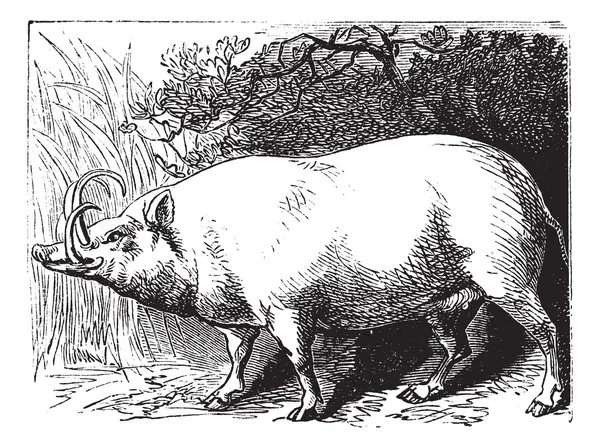 O Babirusa ou o veado-porco. Gravura vintage . —  Vetores de Stock