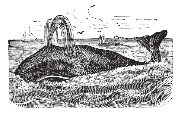 Bowhead Incisione vintage balena — Vettoriale Stock