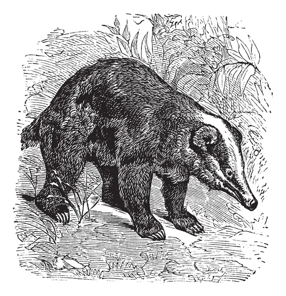 Le Blaireau de porc ou Arctonyx collaris. Gravure vintage . — Image vectorielle