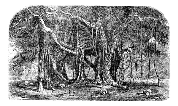 Banyan ou Ficus benghalensis, gravura vintage . — Vetor de Stock