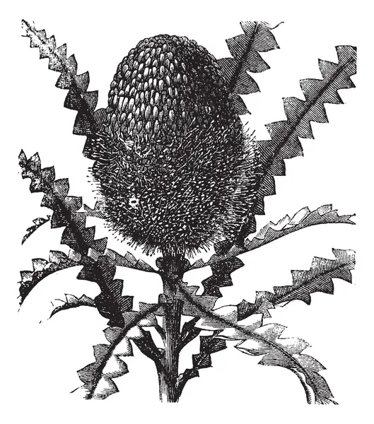 Auffällige Banksia-Vintage-Gravur — Stockvektor