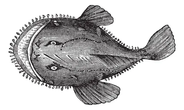 Anglerfish Amerika atau Lophius americanus. Ukiran model lama - Stok Vektor