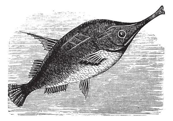 Longspine Snipefish 빈티지 조각 — 스톡 벡터