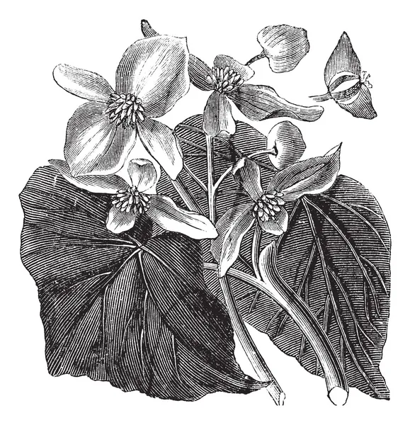 Μπιγκόνια ή begoniaceae λουλουδιών, vintage Χαρακτική. — Διανυσματικό Αρχείο
