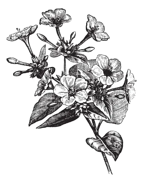 Чотири годинник Квітка старовинна гравюра — стоковий вектор