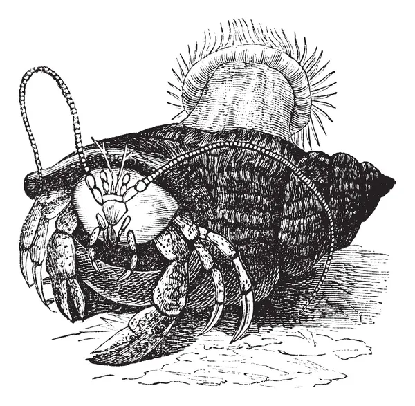 Hermit crab dragging Sea anemones, vintage engraving. — Stock Vector