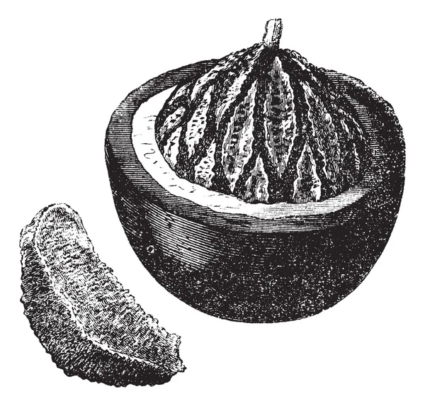巴西坚果或 bertholletia 三角戟，水果，复古雕刻. — 图库矢量图片