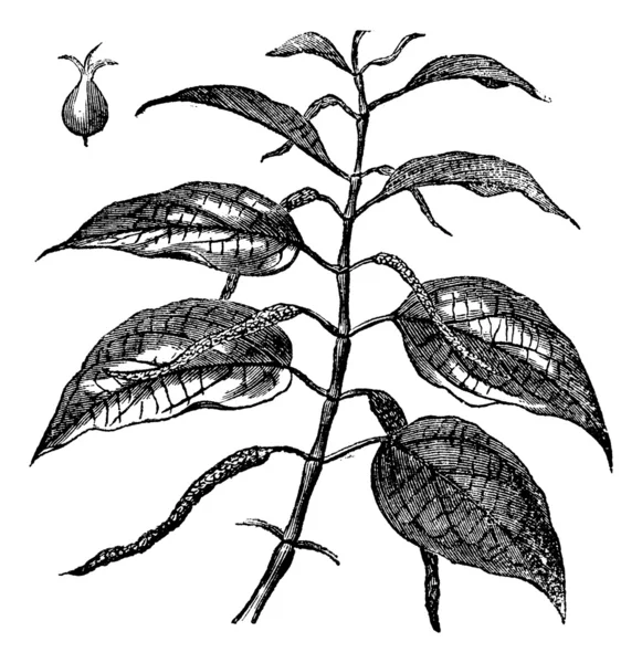 Бетел или Пайпер, листья, винтажная гравировка . — стоковый вектор