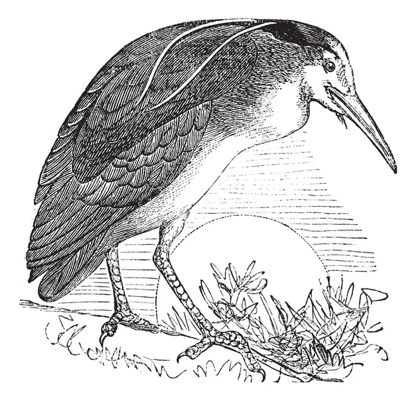 Night Heron vagy Nycticorax nycticorax, madár, Észak-Amerika, vint — Stock Vector