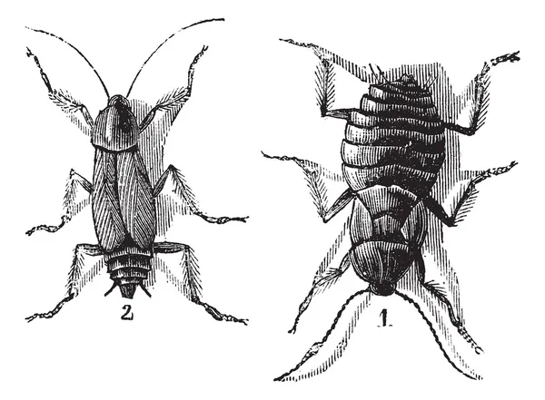 Varón y hembra, cucarachas, macho (izquierdo), hembra (derecha), vinta — Archivo Imágenes Vectoriales