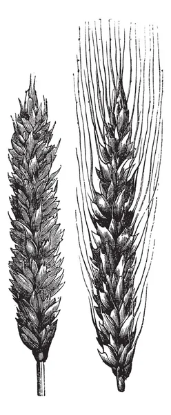 Зимняя пшеница, пшеница, винтажная гравировка . — стоковый вектор